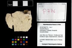 Foto (Objekt + Etikett) von Goniodromites sp.  (NHMW-GEO-2014-0194-0776)